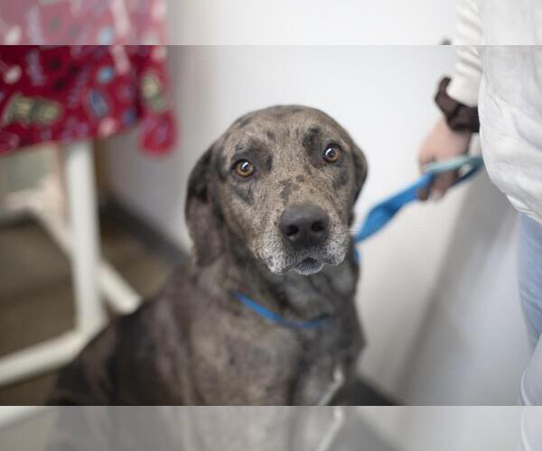 Medium Photo #1 Catahoula Leopard Dog-Mountain Cur Mix Puppy For Sale in Mountain Home, AR, USA