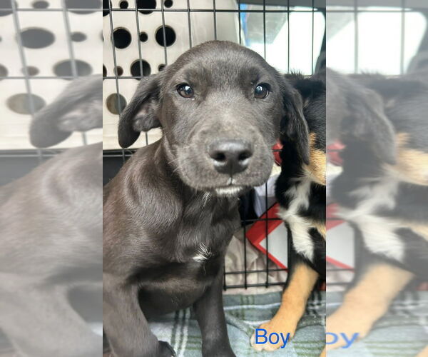 Medium Photo #1 Shepradors Puppy For Sale in Aurora, IN, USA