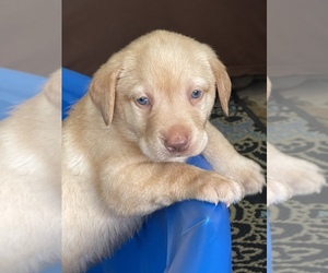 Labrador Retriever Puppy for sale in PIERSON, FL, USA
