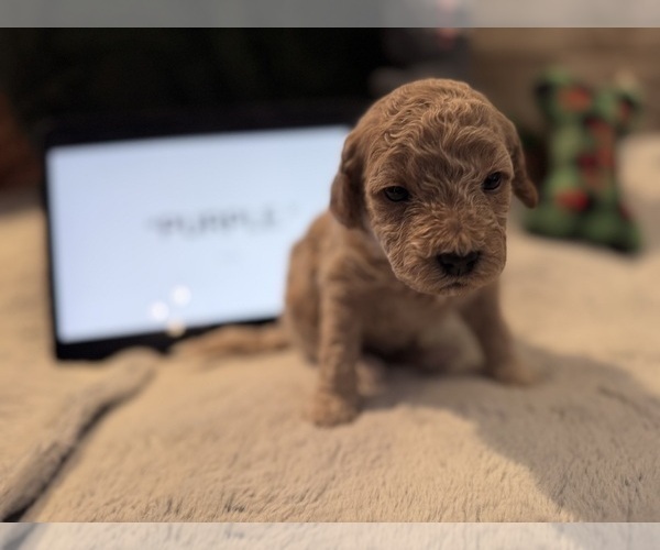 Medium Photo #11 Goldendoodle Puppy For Sale in HARTFORD, CT, USA