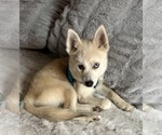 Small Photo #32 Pomsky Puppy For Sale in LOVELAND, CO, USA