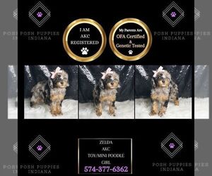Poodle (Toy) Puppy for sale in WARSAW, IN, USA