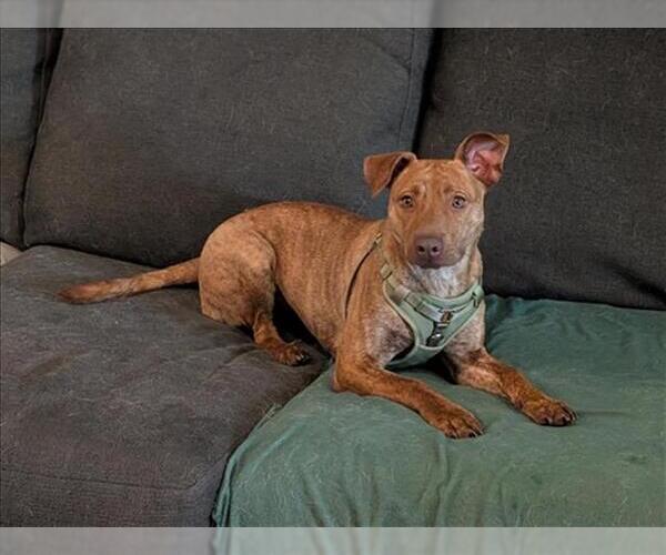Medium Photo #4 Mutt Puppy For Sale in Conroe, TX, USA