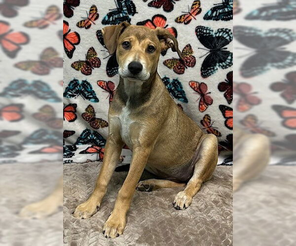 Medium Photo #5 Mutt Puppy For Sale in Wetumpka, AL, USA