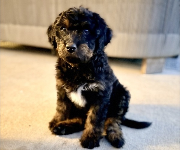 Medium Photo #44 Aussie-Poo-Bernedoodle Mix Puppy For Sale in LEXINGTON, SC, USA
