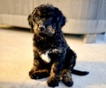 Puppy Bruce Aussie-Poo-Bernedoodle Mix