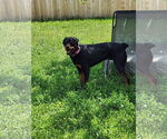 Small #2 Rottweiler Mix