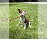 Small #2 Australian Shepherd