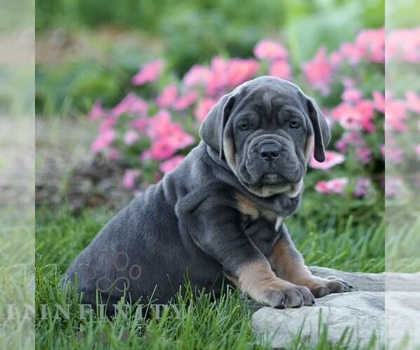 Medium Photo #3 Cane Corso Puppy For Sale in LANCASTER, PA, USA