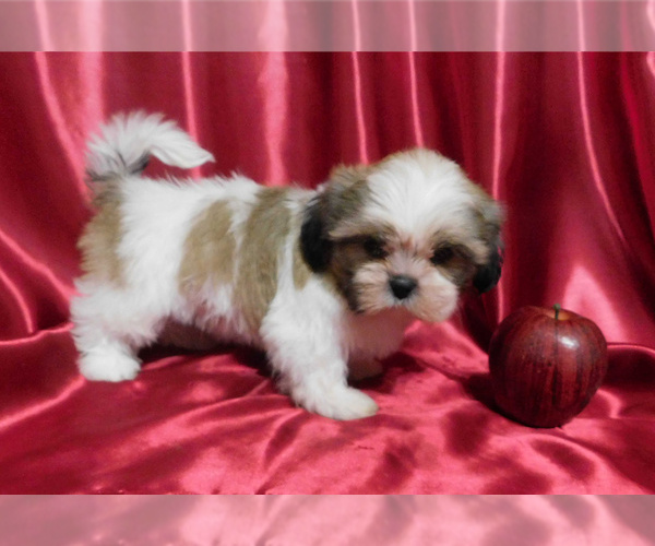 Medium Photo #2 Shih Tzu Puppy For Sale in OSCEOLA, MO, USA