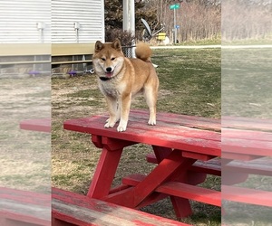 Father of the Shiba Inu puppies born on 09/13/2025