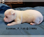Small #1 Chihuahua