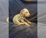 Small #1 Dalmatian