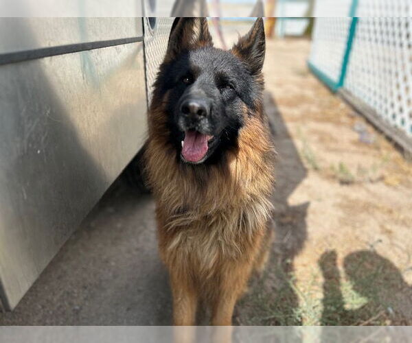 Medium Photo #1 German Shepherd Dog Puppy For Sale in HESPERIA, CA, USA