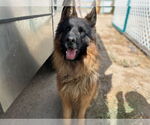 Small German Shepherd Dog