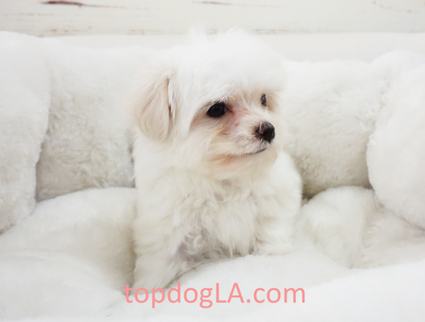 Medium Photo #1 Maltese Puppy For Sale in LA MIRADA, CA, USA