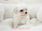 Small Photo #1 Maltese Puppy For Sale in LA MIRADA, CA, USA