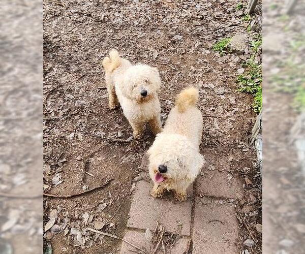 Medium Photo #3 Mutt Puppy For Sale in Parlier, CA, USA