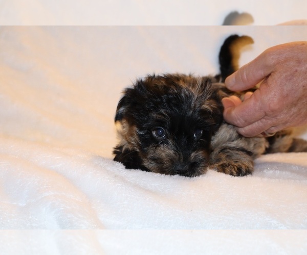 Medium Photo #23 Yorkiepoo mix (+ Poodle Toy) Puppy For Sale in DYERSBURG, TN, USA