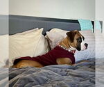 Small #1 Boxer