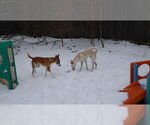 Small #23 Saluki-Whippet Mix