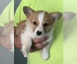 Pembroke Welsh Corgi Puppy for sale in LINDEN, TN, USA