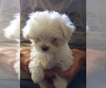 Small Photo #2 Maltipoo Puppy For Sale in T OR C, NM, USA