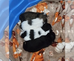 Zuchon Puppy for Sale in LEWISTOWN, Ohio USA