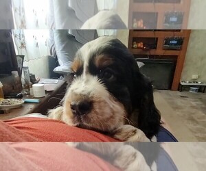 Medium English Springer Spaniel