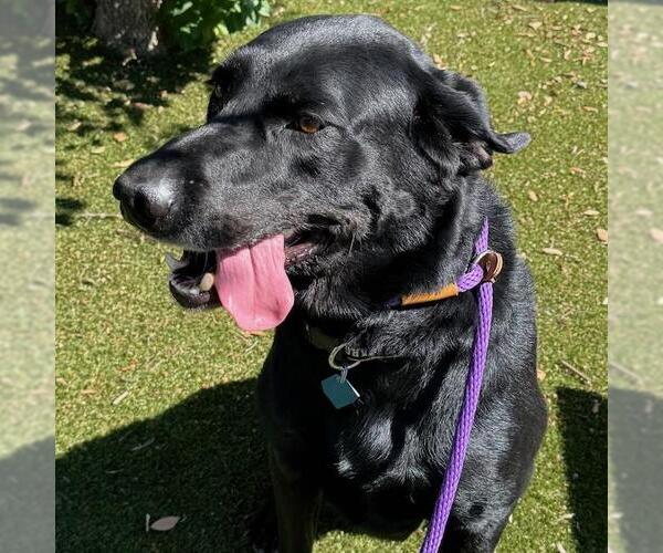 Medium Photo #3 Labrador Retriever-Unknown Mix Puppy For Sale in San Diego, CA, USA