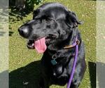 Small #2 Labrador Retriever Mix