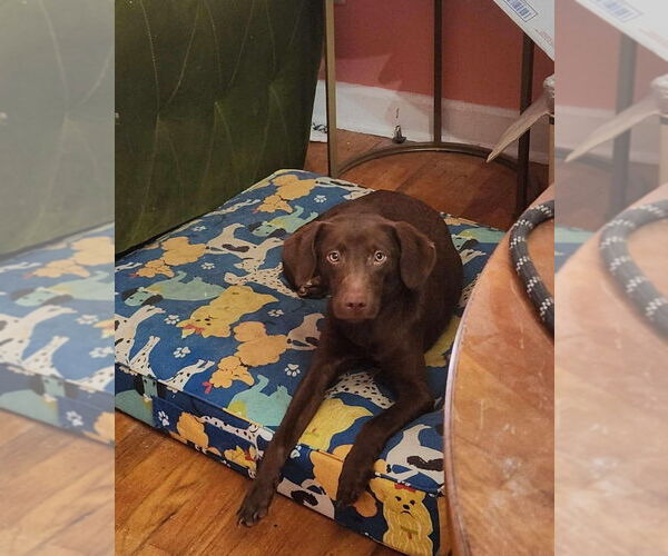 Medium Photo #8 Boykin Spaniel-Whippet Mix Puppy For Sale in New York, NY, USA
