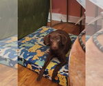 Small #7 Boykin Spaniel-Whippet Mix