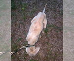 Small #2 Labrador Retriever Mix