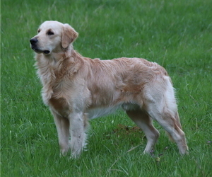 Father of the Golden Retriever puppies born on 02/27/2022