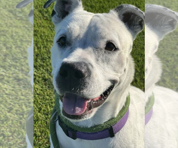 Medium Photo #5 American Staffordshire Terrier-Unknown Mix Puppy For Sale in phoenix, AZ, USA
