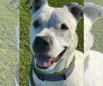Small #4 American Staffordshire Terrier Mix
