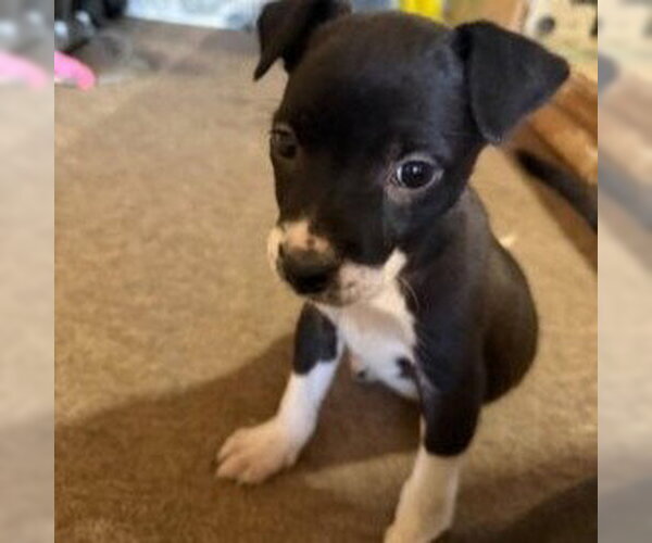 Medium Photo #3 Mutt Puppy For Sale in Claremore, OK, USA