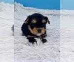 Small Photo #8 Yorkshire Terrier Puppy For Sale in SANDY HOOK, KY, USA