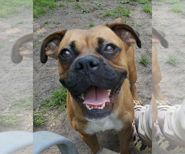 Medium Photo #8 Boxer Puppy For Sale in Woodbury, MN, USA