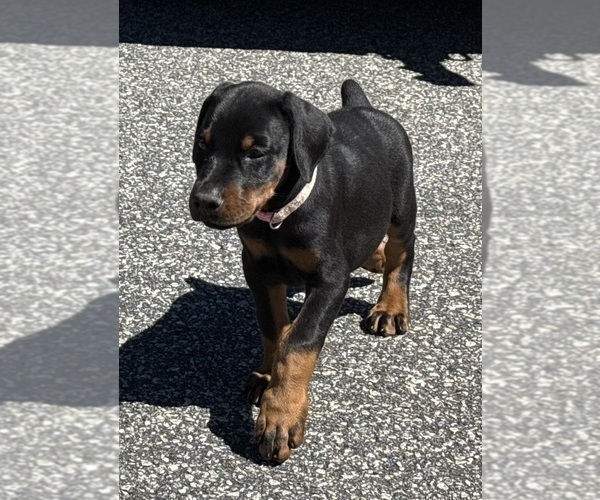 Medium Photo #11 Doberman Pinscher Puppy For Sale in NEWTON, NC, USA