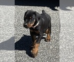 Small #10 Doberman Pinscher
