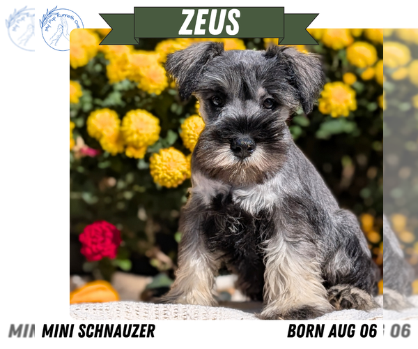 Medium Photo #21 Schnauzer (Miniature) Puppy For Sale in GOSHEN, IN, USA
