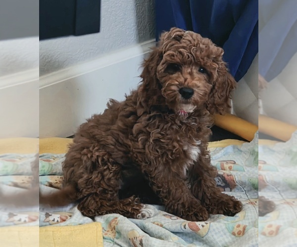 Medium Photo #4 Cock-A-Poo Puppy For Sale in FOLSOM, CA, USA