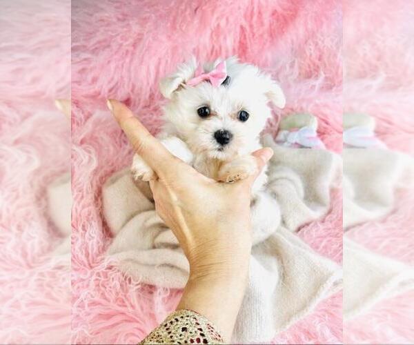 Medium Photo #18 Maltese Puppy For Sale in THONOTOSASSA, FL, USA
