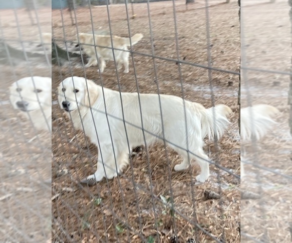 Medium Photo #8 English Cream Golden Retriever Puppy For Sale in BARNWELL, SC, USA