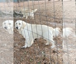 Small #7 English Cream Golden Retriever