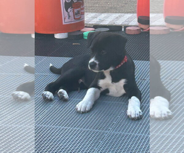 Medium Photo #3 Border Collie Puppy For Sale in Minneapolis, MN, USA