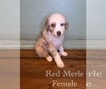 Small #3 Australian Shepherd