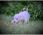 Small Photo #36 Goldendoodle Puppy For Sale in CHEYENNE, WY, USA